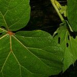 Begonia parviflora Hoja