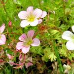 Saxifraga rosacea Kvet