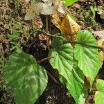 Begonia urophylla Alkat (teljes növény)