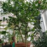 Chrysobalanus icaco Plante entière