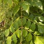 Koelreuteria elegans Hoja