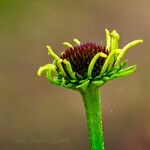 Echinacea paradoxa Flor