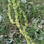 Rumex arifolius Vrucht