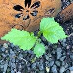 Hibiscus syriacus Leaf