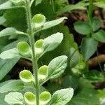 Scutellaria albida 葉