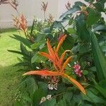 Heliconia psittacorumÇiçek