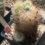 Rebutia neocumingii 葉