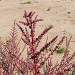 Chenopodium polyspermum Blomst