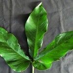 Philodendron tripartitum その他の提案