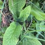 Symphytum caucasicum Folha