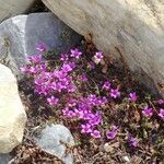 Saxifraga oppositifolia花