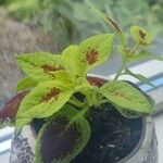 Amaranthus tricolorLeaf