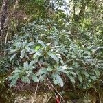 Pycnandra gordoniifolia موطن