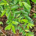 Paxistima myrsinites Leaf