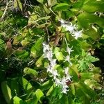 Dendrobium crumenatum Blomma