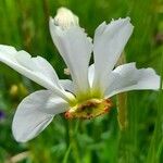 Narcissus poeticus Blüte