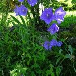 Campanula persicifolia Hábito