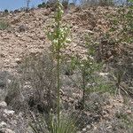 Yucca campestris Habit