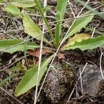 Scorzoneroides helvetica Habit