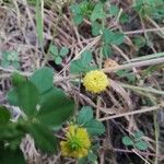 Trifolium dubium Kvet