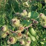 Arctium lappaFlower