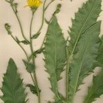 Hieracium patens Habit