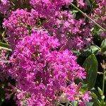 Atocion armeria Квітка