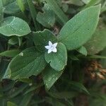 Richardia brasiliensis Flor