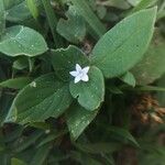 Richardia brasiliensis Flower