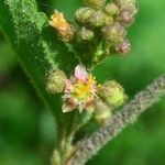 Sidastrum micranthum Flower