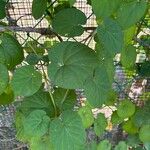 Telosma cordata Leaf