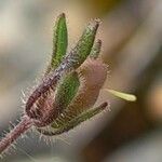 Chaenorhinum rubrifolium Плід