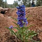 Penstemon speciosus Virág