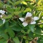 Rubus illecebrosus Цветок