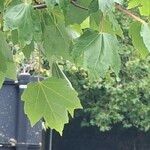 Acer rubrum Blad