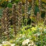 Acanthus hungaricus Folha