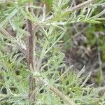 Centaurea diffusa Hoja