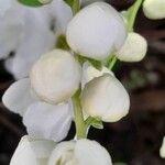 Exochorda × macrantha Other