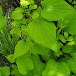 Dioscorea villosa Blatt