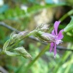 Viscaria vulgaris Flower