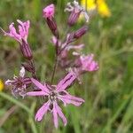 Lychnis flos-cuculi Blüte