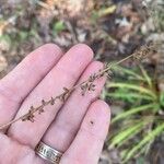 Tridens flavus Fruit