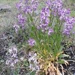 Hesperis laciniata Hábitos