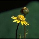 Blennosperma bakeri Λουλούδι