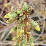 Forsythia intermedia Floro