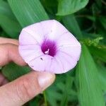 Ipomoea tiliacea Õis