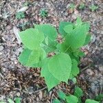 Populus tremuloides Folla