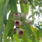 Corymbia ficifolia Φρούτο