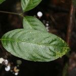 Psychotria deflexa 花
