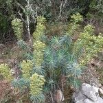Euphorbia characias Blomst